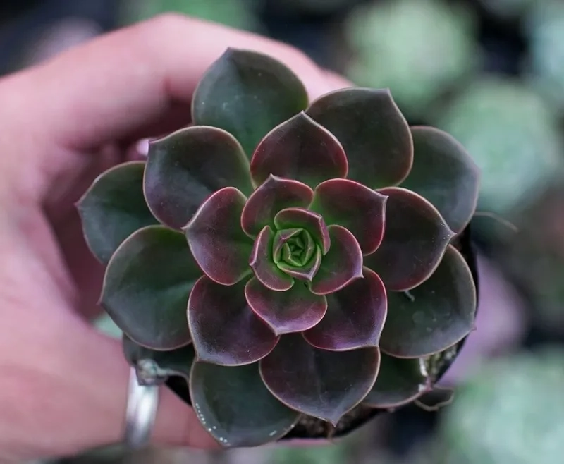 Cây cảnh văn phòng hợp mệnh kim tăng vượng khí Kim