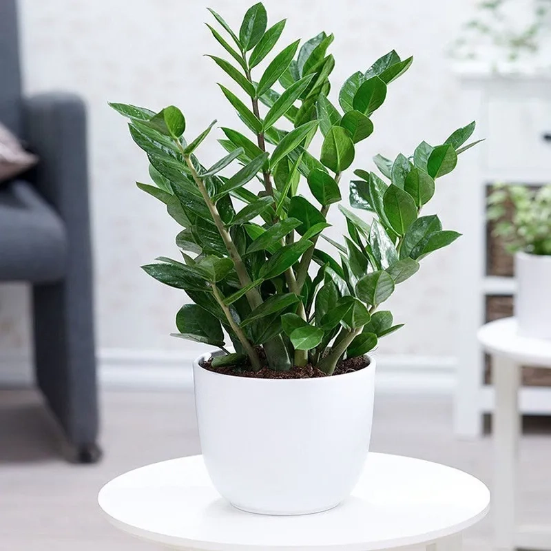 Gợi ý cây để bàn mệnh kim tinh tế Kim