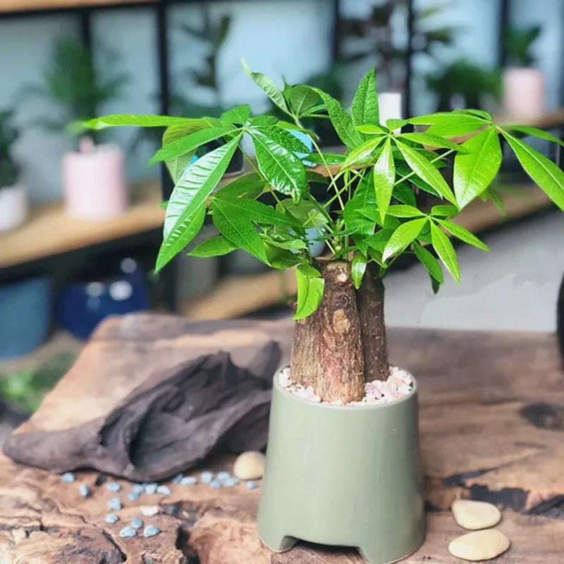 Ý tưởng cây trang trí mệnh kim sang trọng Kim