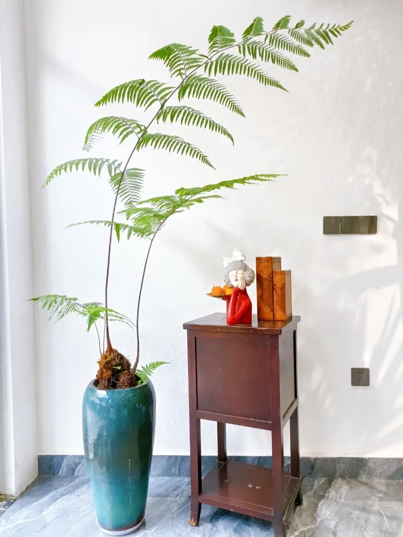 Gợi ý các cây hợp mệnh mộc hút tài lộc bền lâu