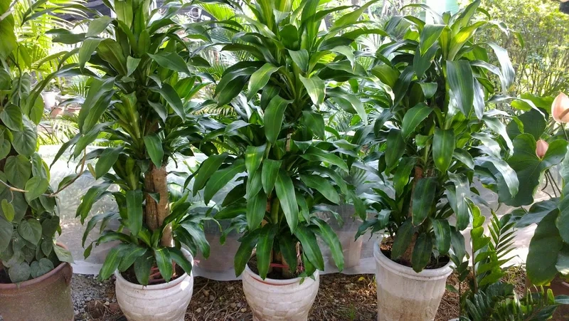 Trang trí tinh tế bằng cây cảnh hợp với mệnh mộc