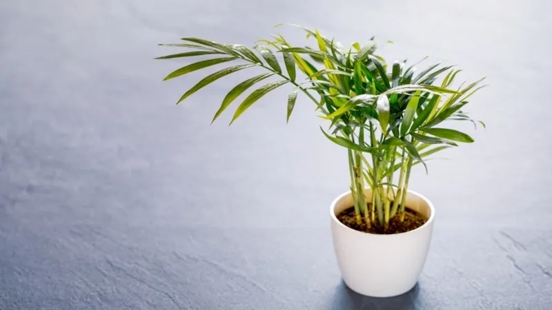 Bàn làm việc đẹp hơn nhờ cây cảnh để bàn làm việc hợp mệnh mộc