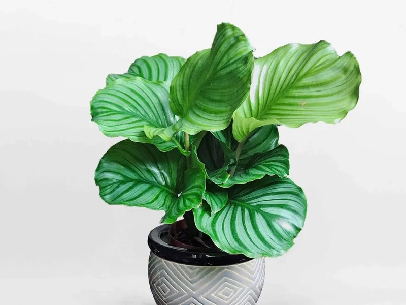 Cây hợp mệnh Mộc là cây hút tài lộc cho mệnh mộc