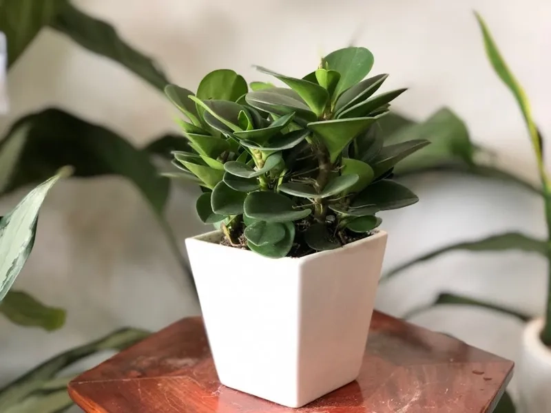 Trang trí nhà cửa bằng cây hợp với mệnh mộc