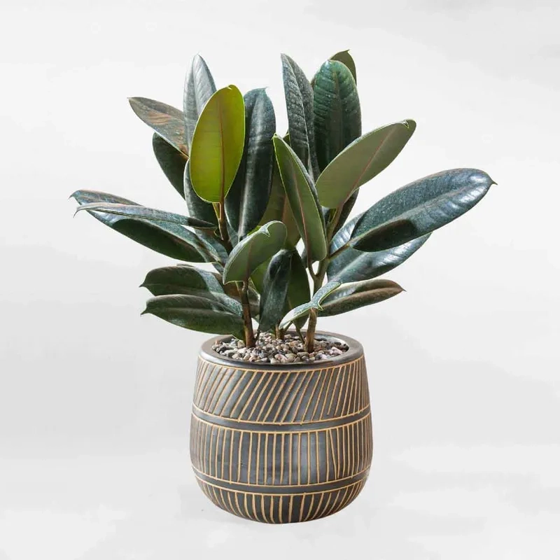 Trang trí tinh tế với cây cảnh cho mệnh thổ hợp phong thủy