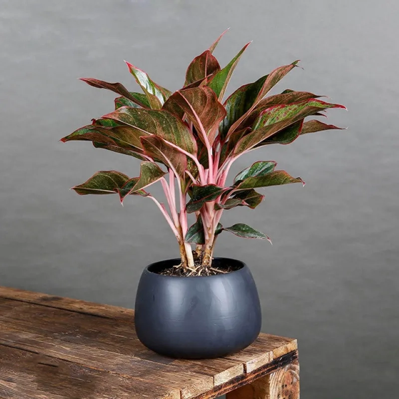 Gợi ý trang trí nhà bằng cây cảnh hợp mệnh thổ