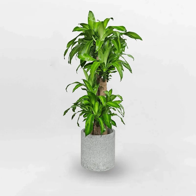 Phong thủy cân bằng nhờ cây cảnh hợp với mệnh thổ