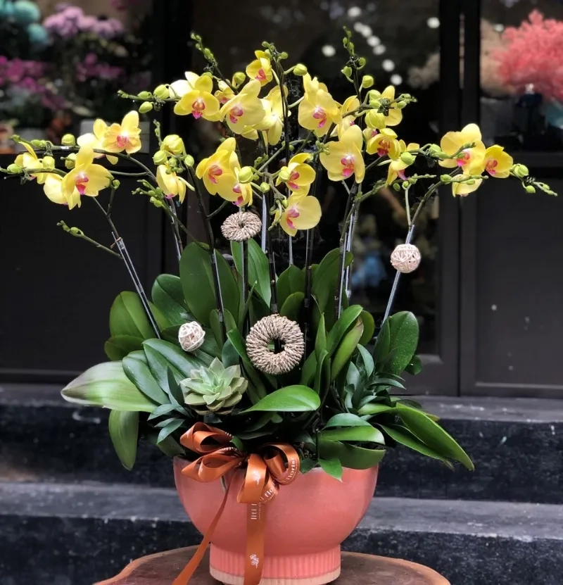 Thu hút tài lộc cùng cây cảnh phong thủy mệnh thổ