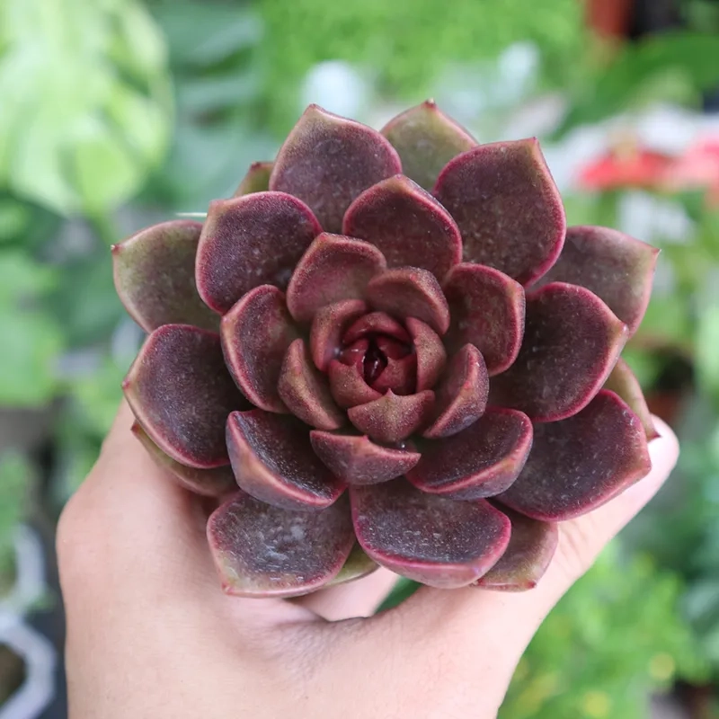 Nhà thêm ấm cúng với cây cảnh trong nhà hợp mệnh thổ