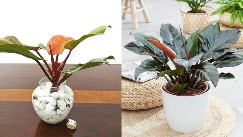 Bàn làm việc nổi bật nhờ cây cảnh để bàn hợp mệnh thổ