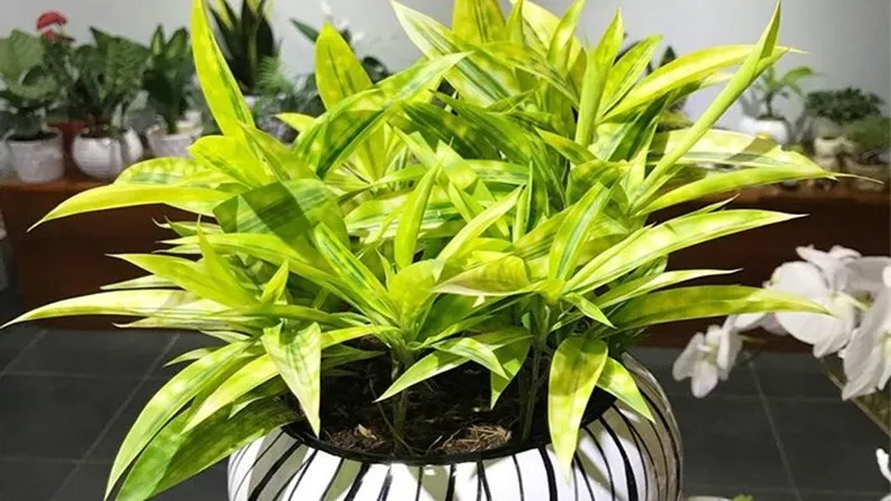 Góc làm việc thêm sinh khí với cây de bàn làm việc mệnh thổ