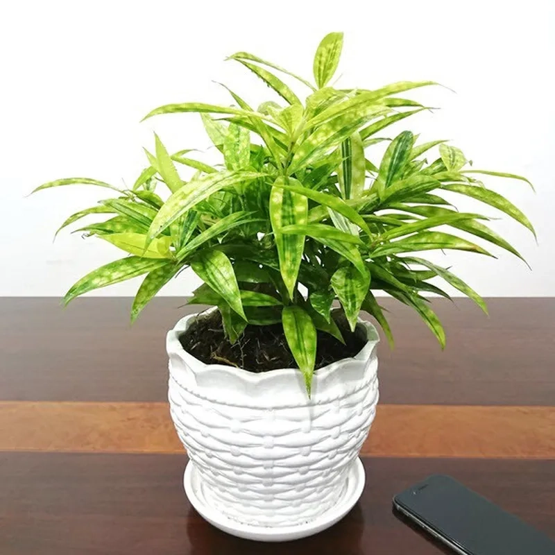 Trang trí phong thủy chuẩn nhờ cây hợp với mệnh thổ