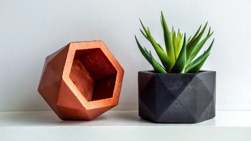 Khám phá các loại cây hợp mệnh Thủy dễ trồng đẹp mắt