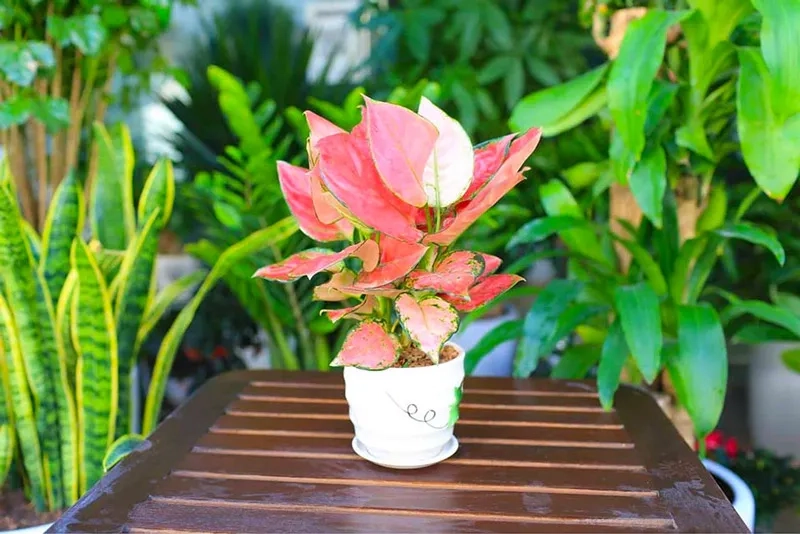 Cây cho người mệnh Thủy tăng may mắn và tài lộc