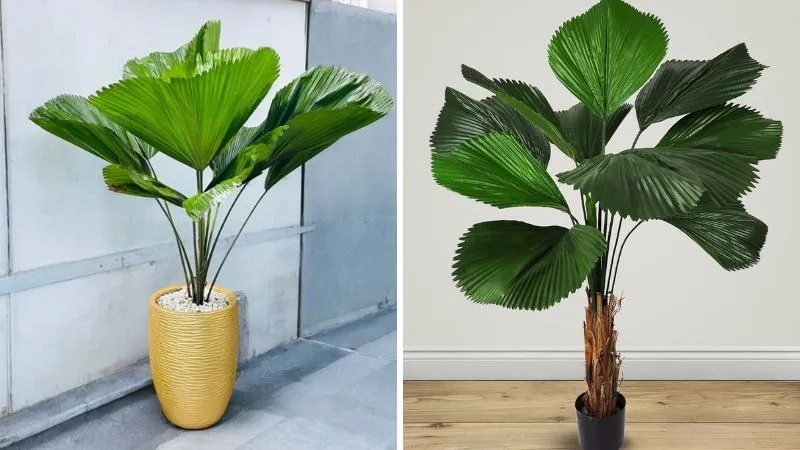 Cây hợp mệnh Thủy theo phong cách phong thủy tinh tế