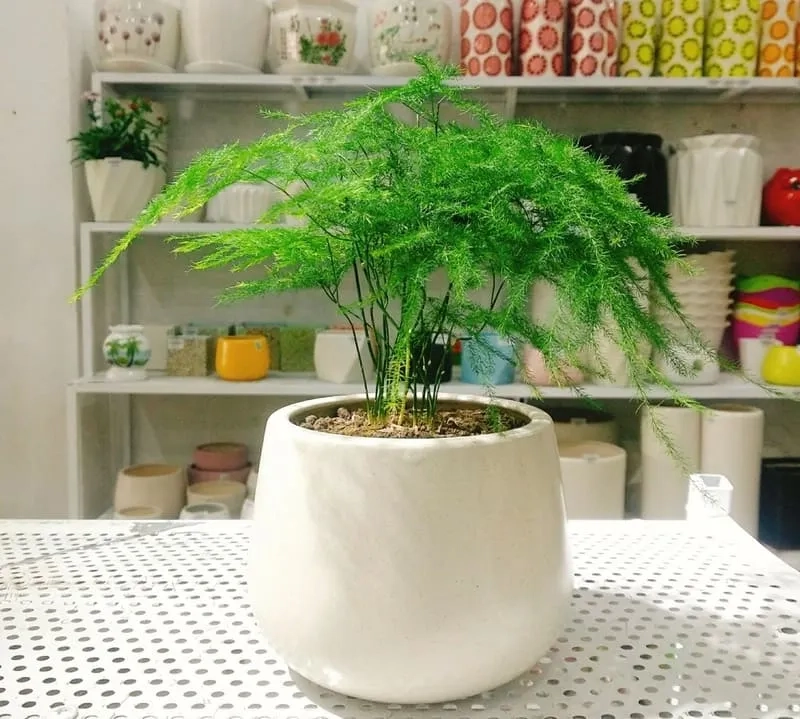 Cây cảnh hợp mệnh Thủy mang vẻ đẹp nhẹ nhàng