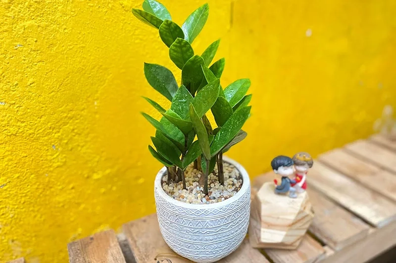 Cây hợp mệnh Thủy giúp người mệnh Thủy hút năng lượng