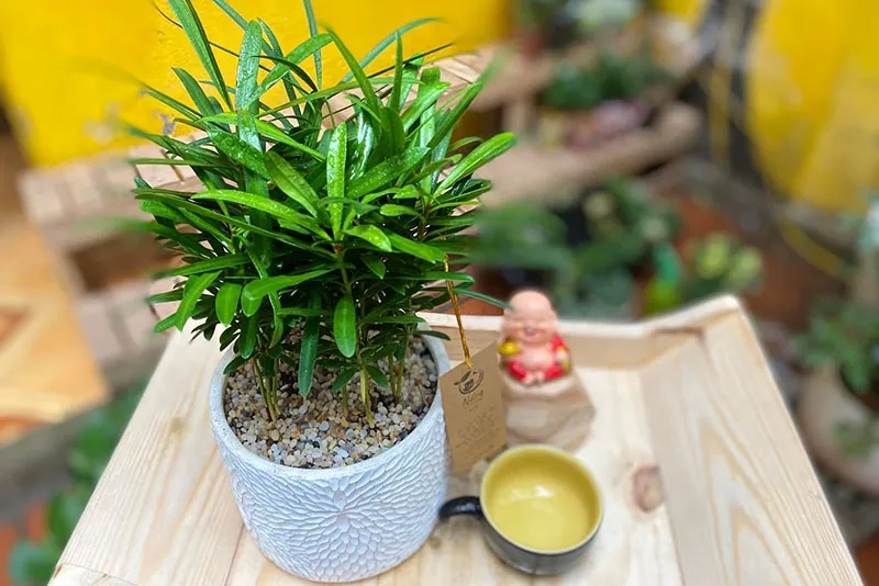 Cây hợp mệnh Thủy biểu tượng may mắn an lành