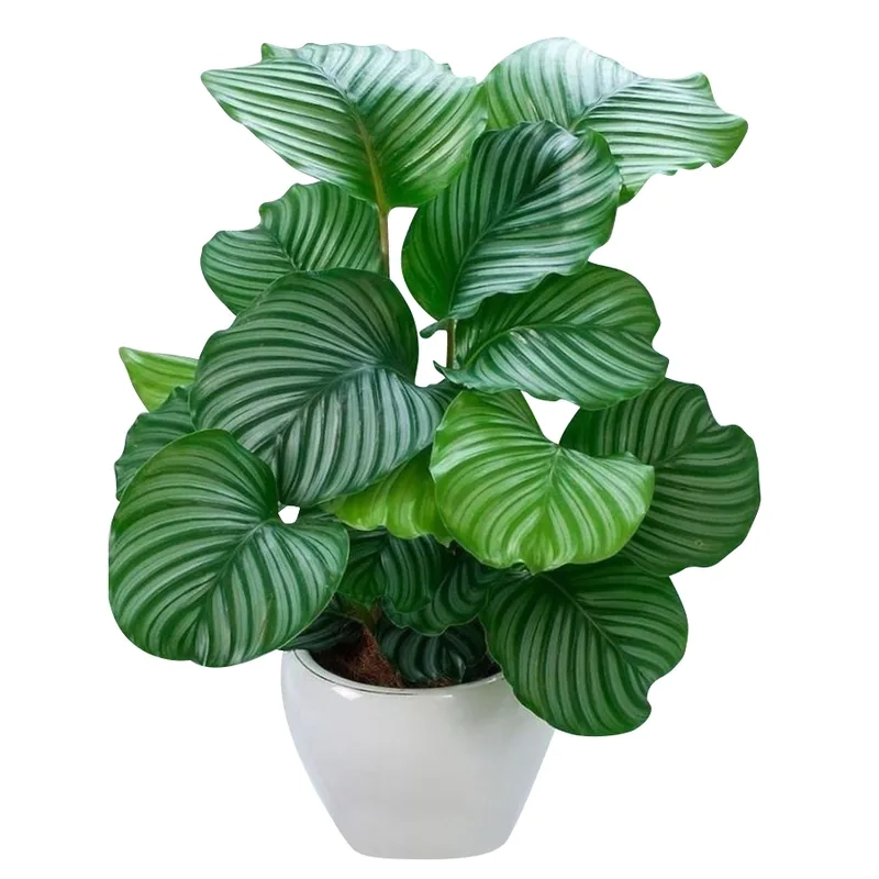 Cây hợp mệnh Thủy chuẩn phong thủy dễ ứng dụng