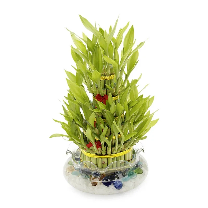 Cây hợp mệnh Thủy trồng trong nhà thanh lọc không khí