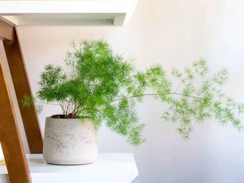 Cây hợp mệnh Thủy dùng trang trí tinh giản hiện đại