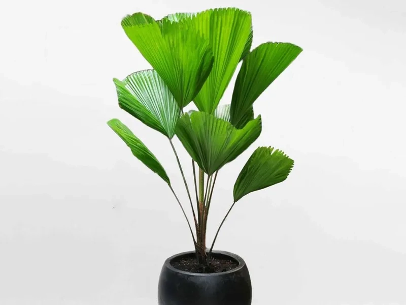 Cây hợp mệnh Thủy để bàn mang ý nghĩa tốt lành