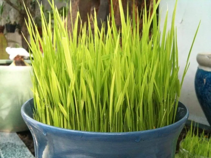 Cây hợp mệnh Thủy phong thủy thu hút tài lộc