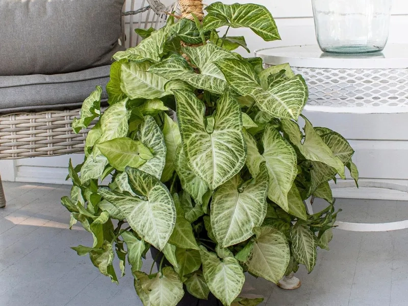 Cây hợp mệnh Thủy cân bằng ngũ hành hiệu quả