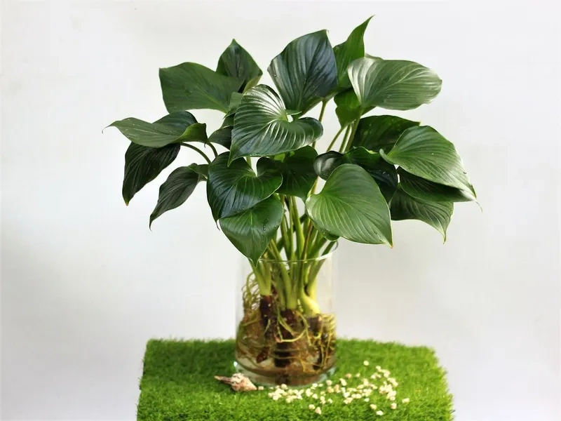 Cây hợp mệnh Thủy kết hợp cảnh quan phong thủy