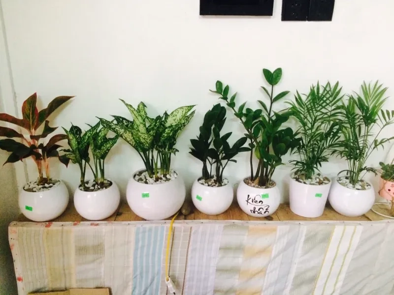 Gợi ý cây hợp mệnh Thủy mang vượng khí hài hòa