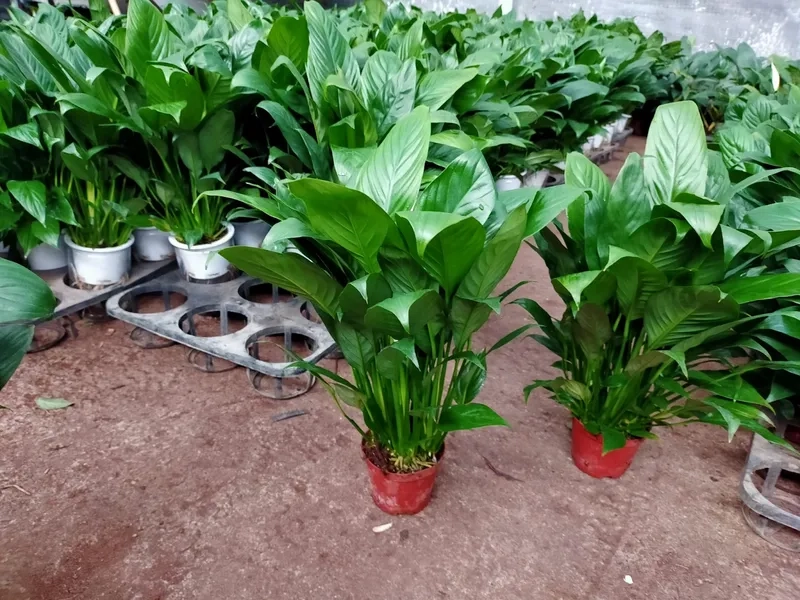 Cây hợp mệnh Thủy hỗ trợ gia chủ ổn định vận khí