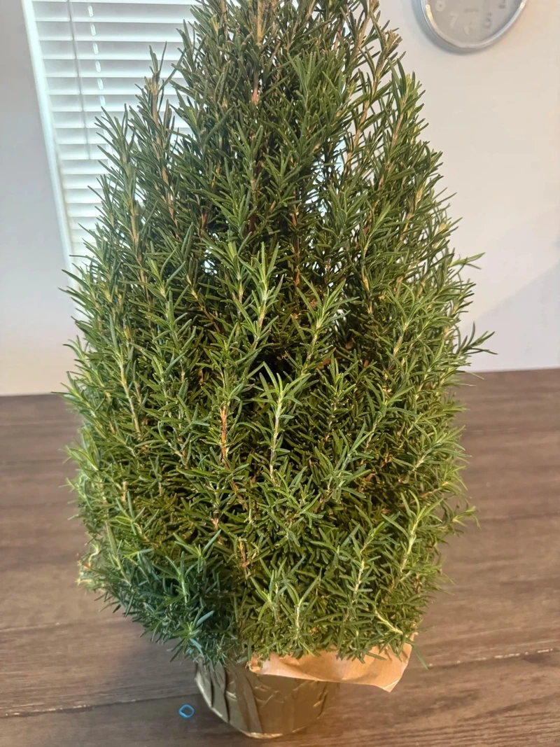 Đặc điểm nổi bật khiến cây Hương Thảo gây sốt