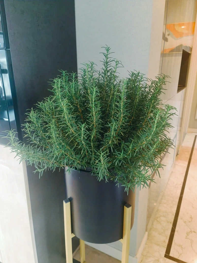 Cây hương thảo để phòng ngủ tạo cảm giác thư giãn