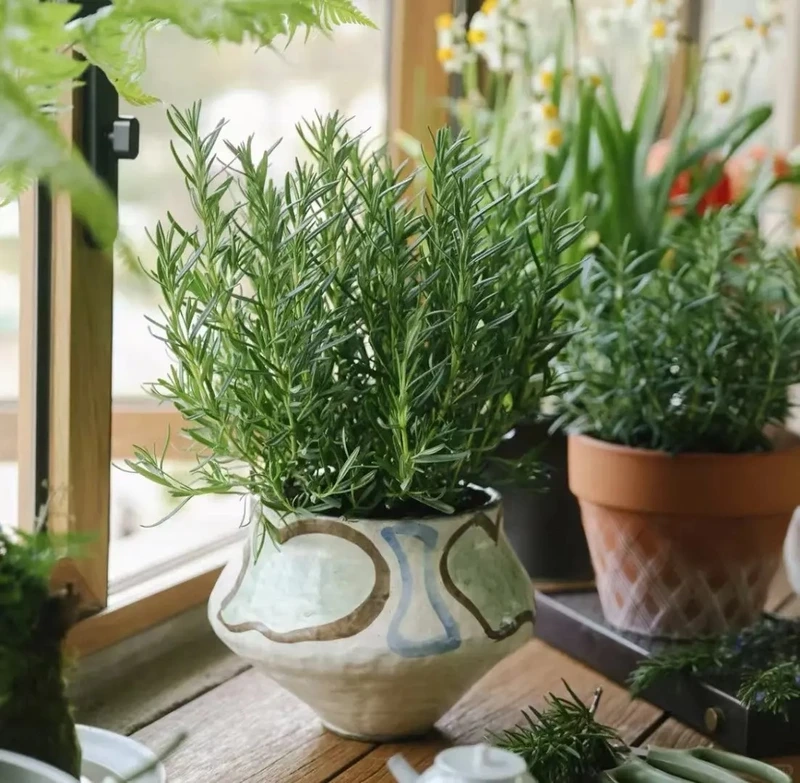 Cây hương thảo để bàn làm việc giúp tập trung hơn