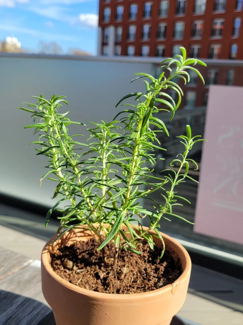 Cây hương thảo chậu nhỏ xinh xắn dễ chăm