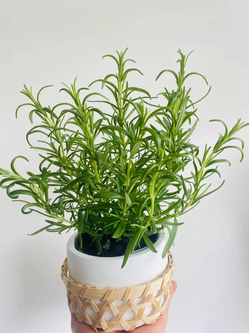 Cây hương thảo trang trí làm nổi bật không gian