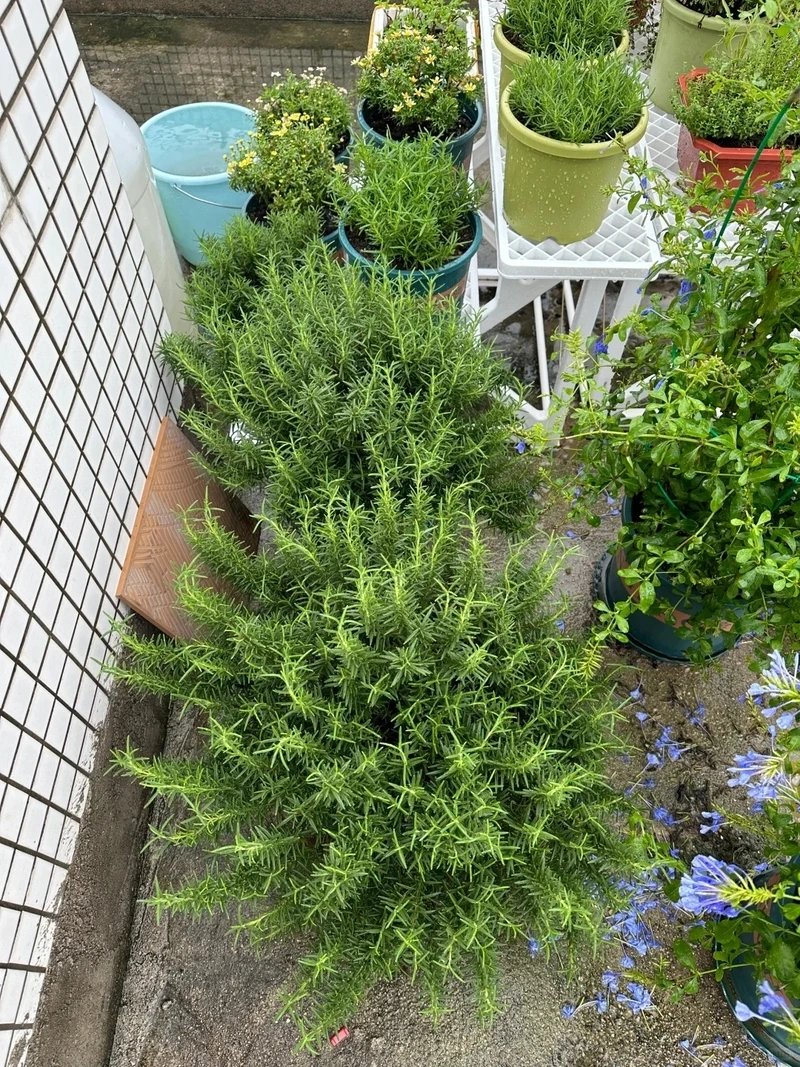 Cây hương thảo dễ chăm sóc phù hợp người bận rộn