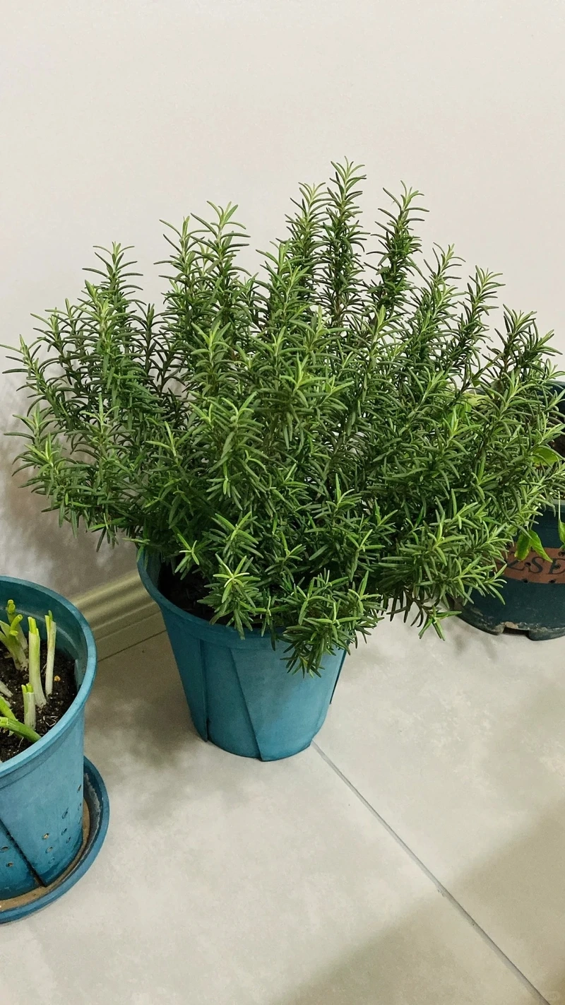 Cây hương thảo để cửa sổ đón nắng và gió