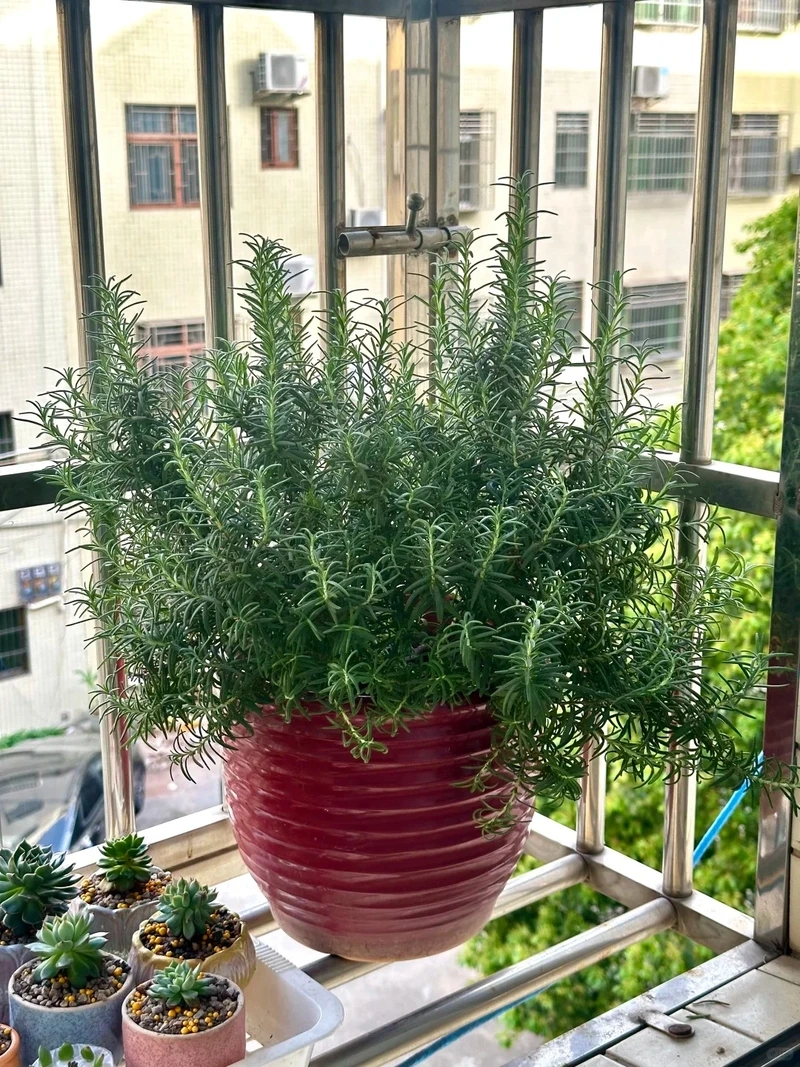 Cây hương thảo decor nhà hợp phong cách hiện đại