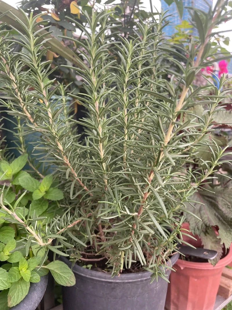 Cây hương thảo chụp ảnh lên hình rất đẹp