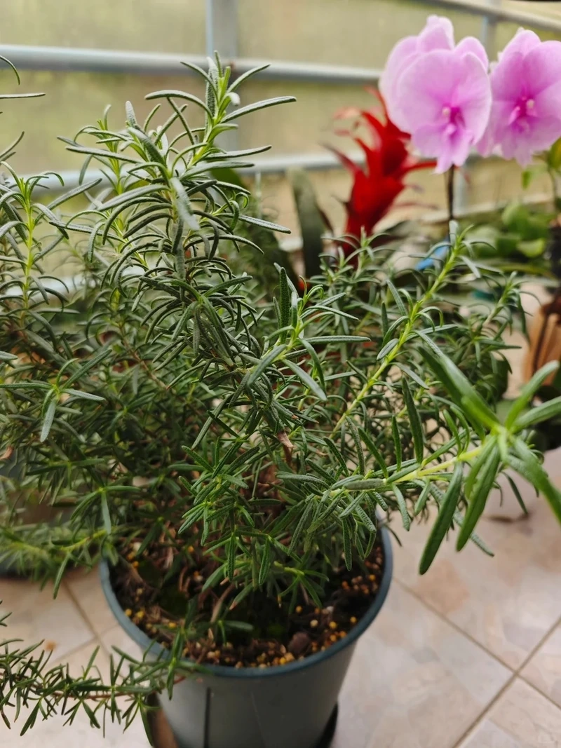 Cây hương thảo để bàn văn phòng gọn gàng tinh tế