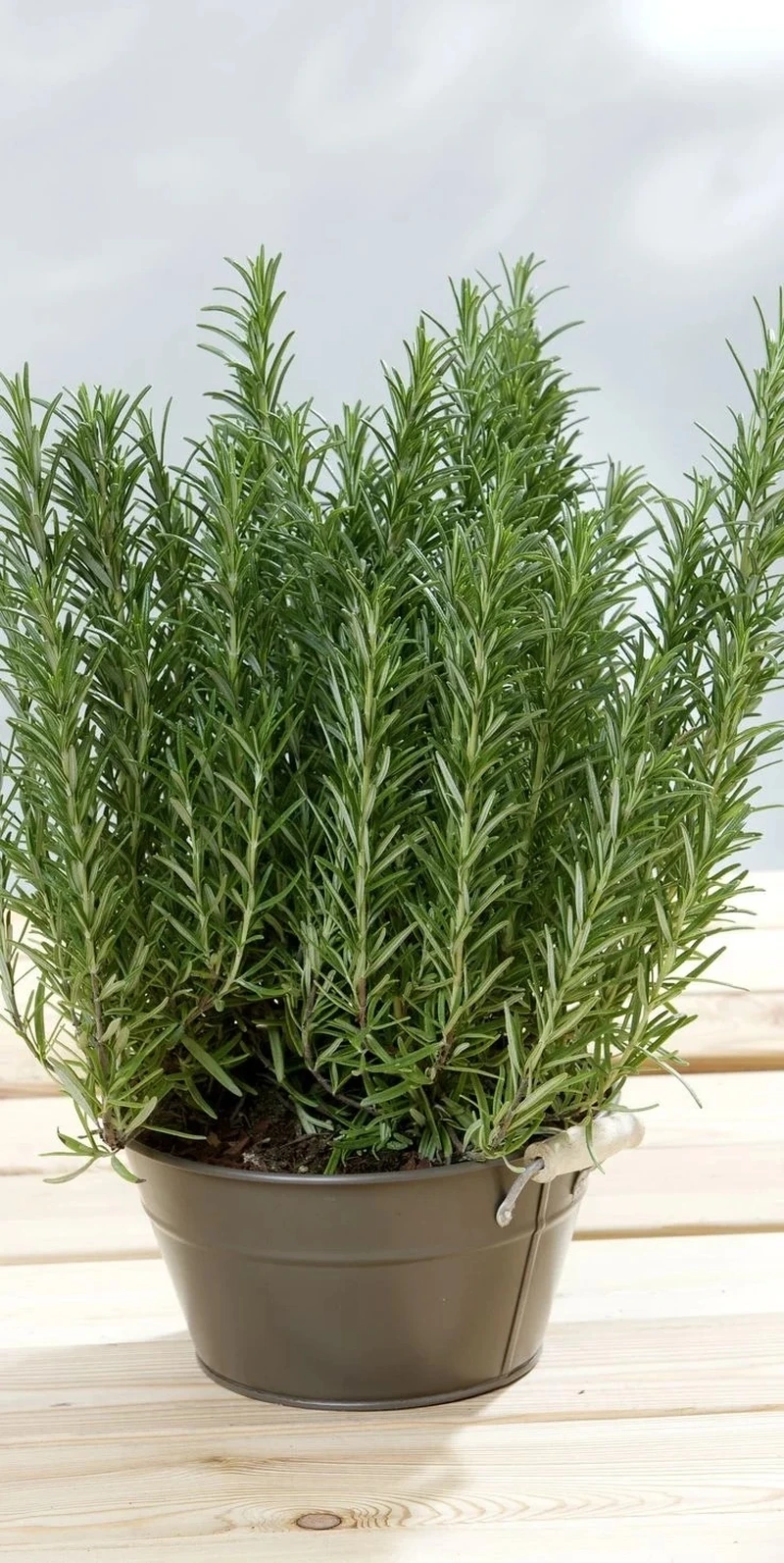 Cây hương thảo trồng chậu tiện lợi dễ di chuyển