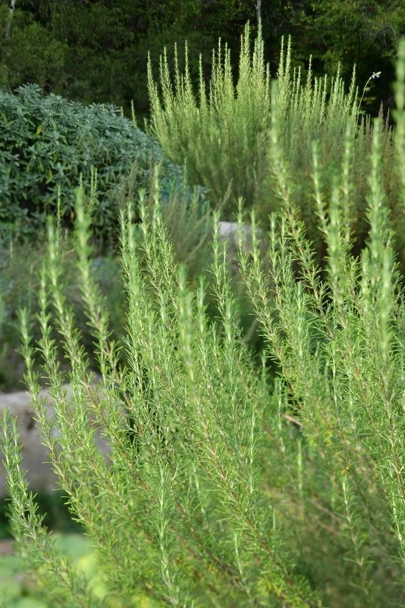 Cây hương thảo để ban công xanh mát tự nhiên