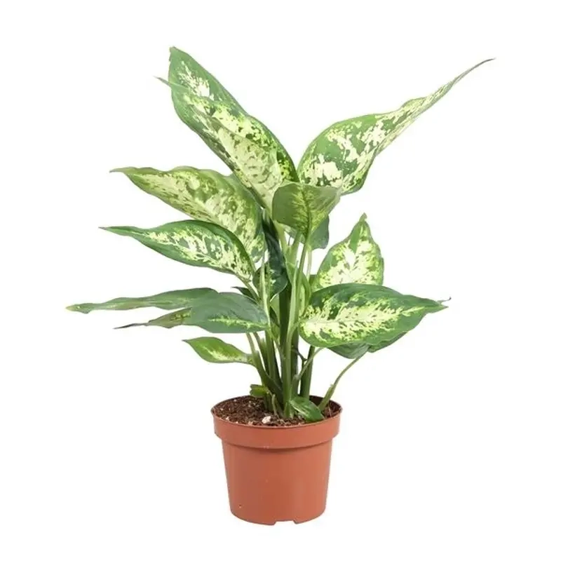 Cây Huy Hoàng văn phòng tạo năng lượng tích cực mỗi ngày