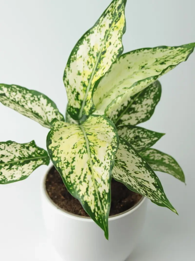 Cây Huy Hoàng không gian sống thêm sinh khí và tươi mới