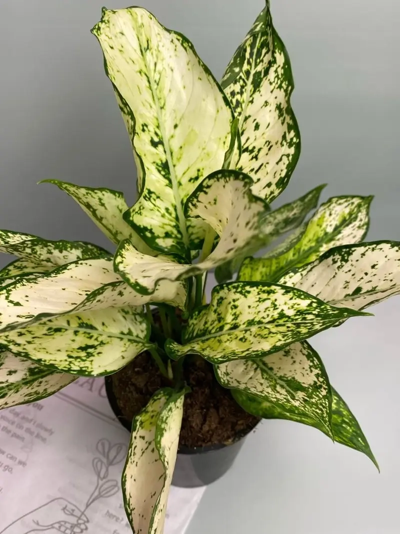 Cây Huy Hoàng biểu tượng may mắn cho mọi không gian