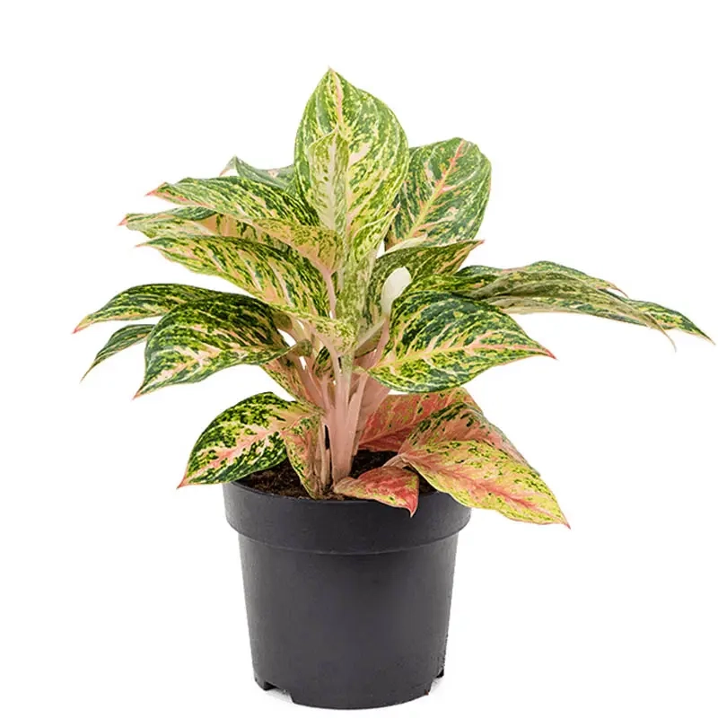 Cây Huy Hoàng decor nhà ở tăng vẻ đẹp hiện đại và tinh tế