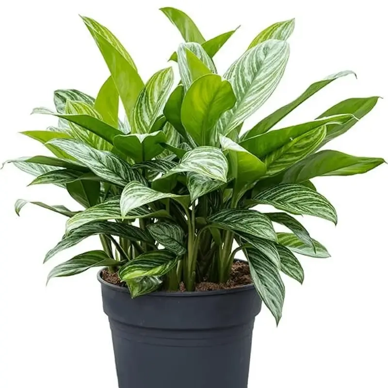 Cây Huy Hoàng được tìm kiếm nhiều bởi vẻ đẹp và ý nghĩa