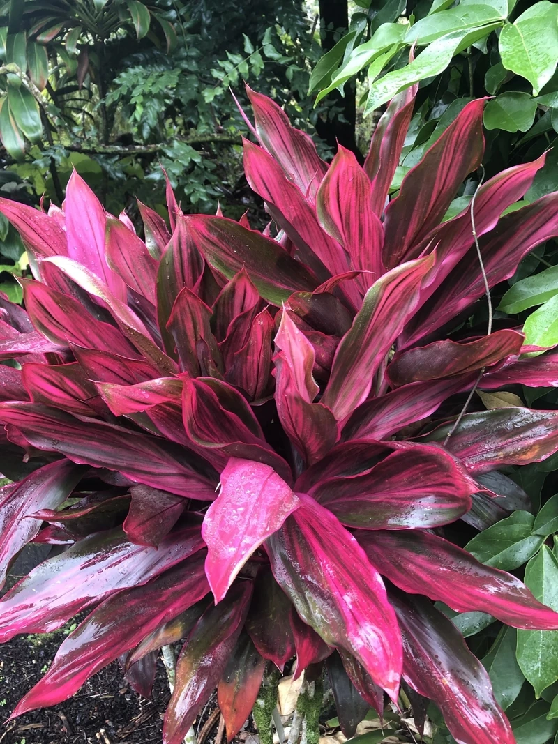 Điểm nhấn nổi bật từ cây Huyết Dụ đỏ