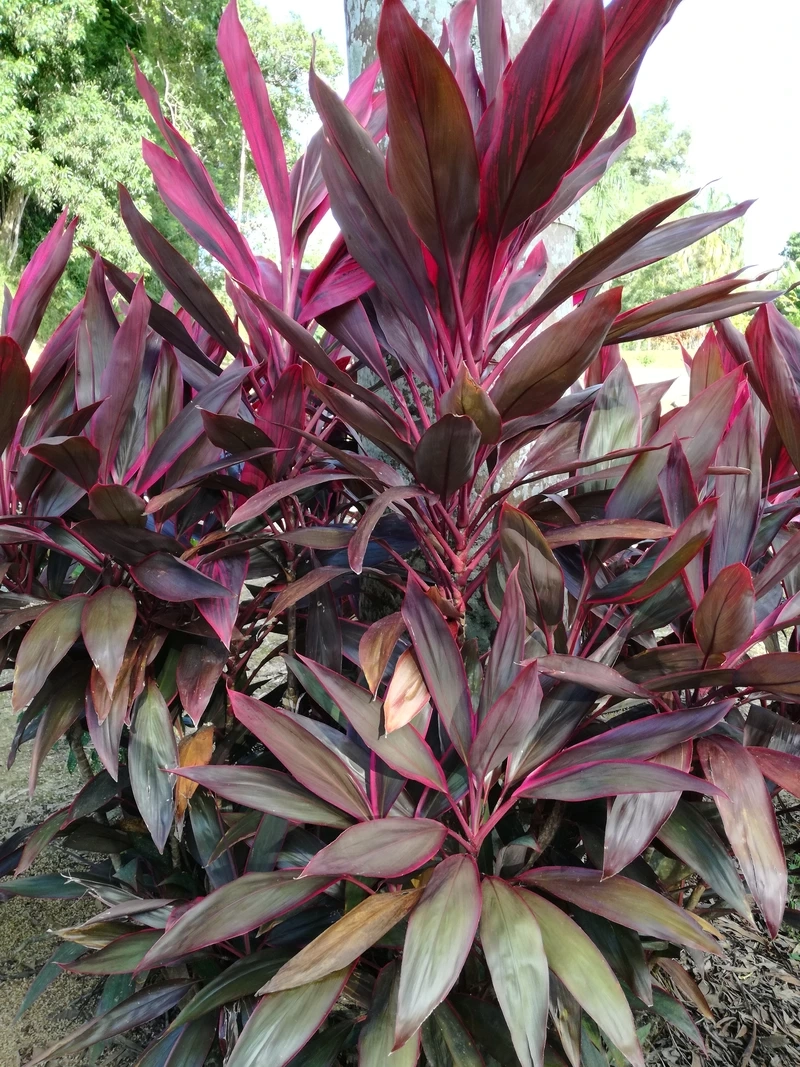 Trang trí ấn tượng với cây Huyết Dụ lá đỏ